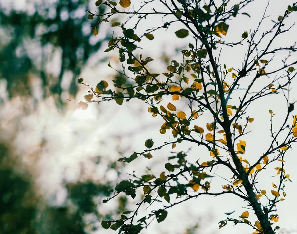 Horizontal vibrante ramo de árvore de outono com fuga de sol bokeh backgr — Fotografia de Stock