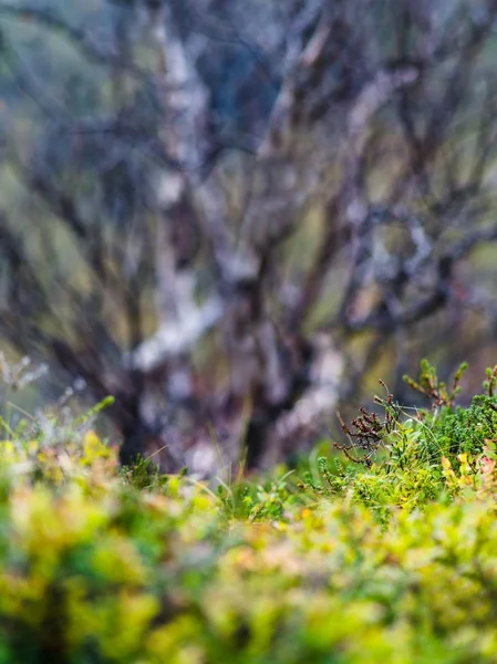 Dikey canlı mikro oyuncak alan çayır doğa arka plan zemin