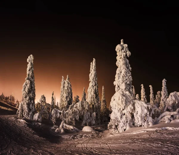 Oranje Finse winter forest — Stockfoto