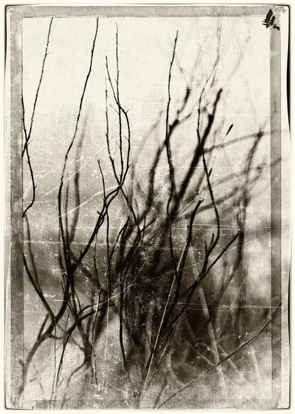 Dikey vintage sepya kartpostal Norveç sonbahar dramatik dalları 