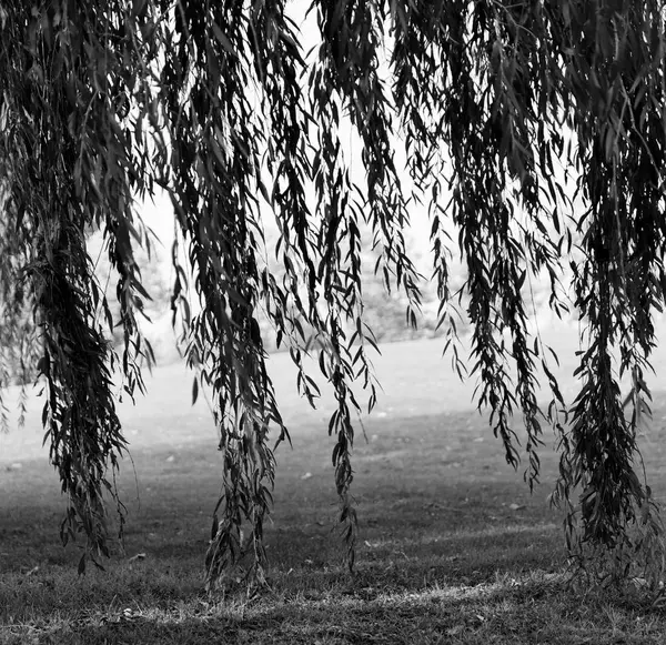Fond carré de branches de saule noir et blanc — Photo