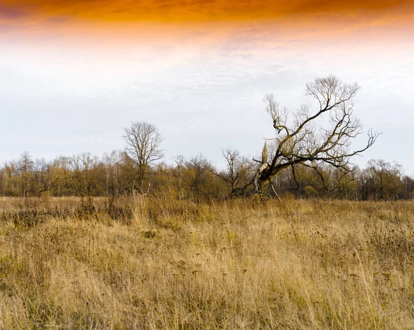 Horizontal dramático único árbol seco naranja puesta del sol paisaje espalda —  Fotos de Stock
