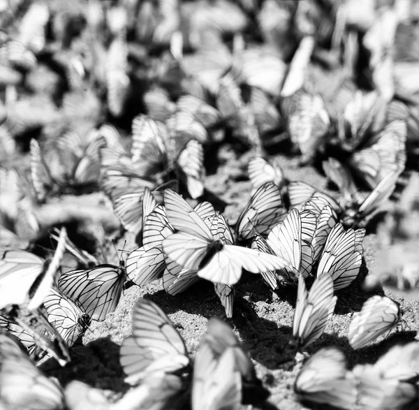 Vierkant zwart-wit menigte flashmob vlinder achtergrond — Stockfoto