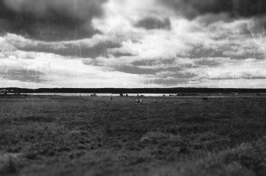 Rus alan film kartındaki Vintage inek