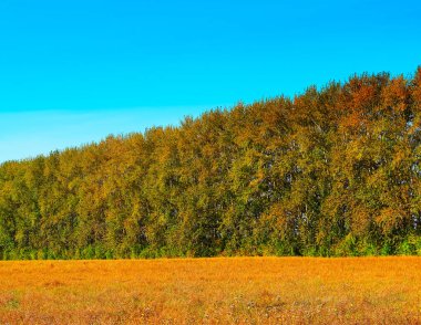 Yükselen sonbahar ormanı manzarası