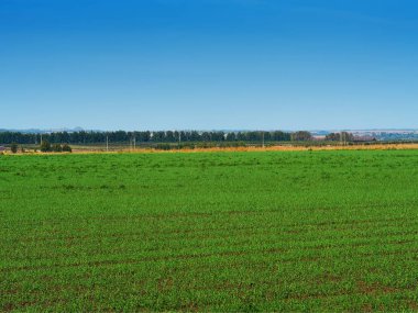Dramatik ekolojik çayır arka planı