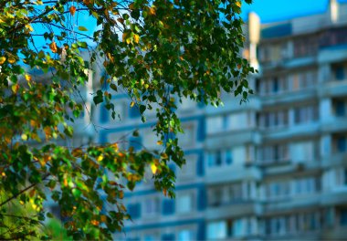 Yeşil yapraklı ağaç dalı bokeh arkaplan