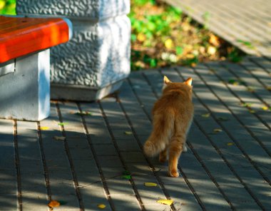 Yürüyen kedinin arka planı