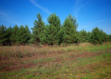Sonbahar manzarasında yeşil ağaçlar