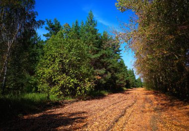 Dramatik sonbahar kırsal yol arkaplanı