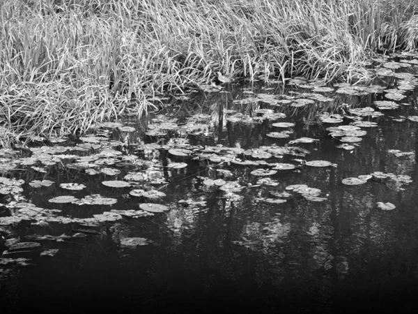 Plage en noir et blanc du fond du lac — Photo