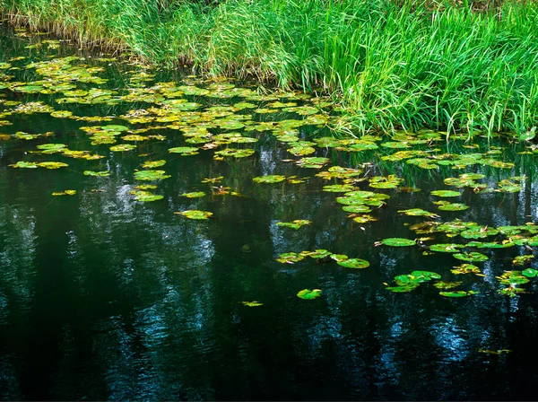 Park vijver met dramatische water reflectie achtergrond — Stockfoto