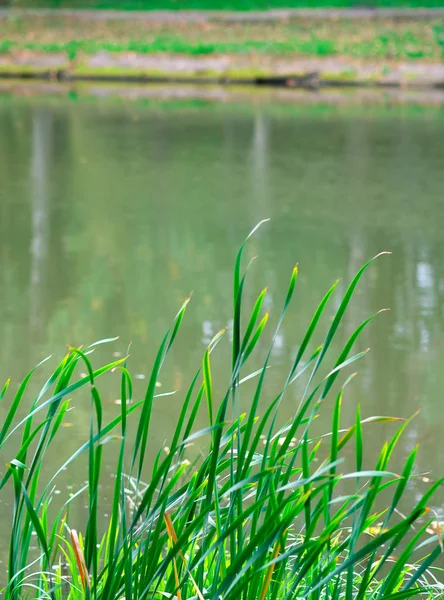Zielona trawa w pobliżu zamglonego tła jeziora — Zdjęcie stockowe