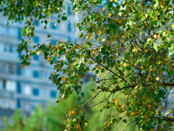 落叶在树枝上的自然背景 — 图库照片