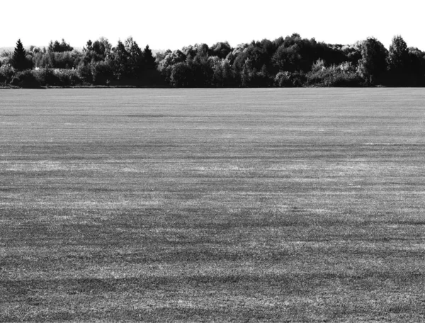 Black and white minimal forest on field horizon background