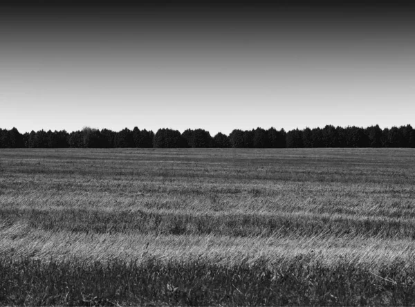 Black and white dramatic field landscape background — Stock Photo, Image