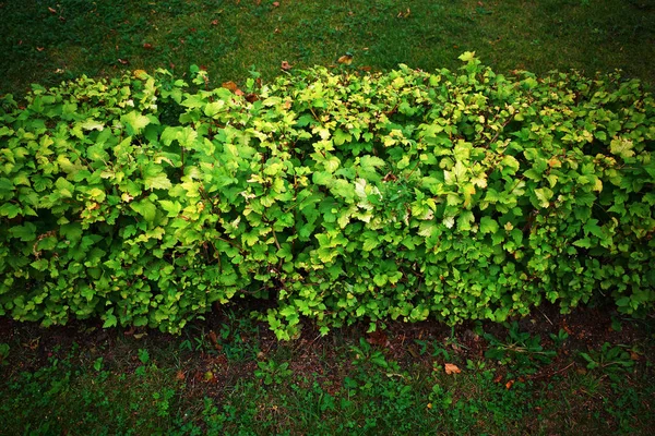Arbustos verdes alineados fondo del jardín —  Fotos de Stock