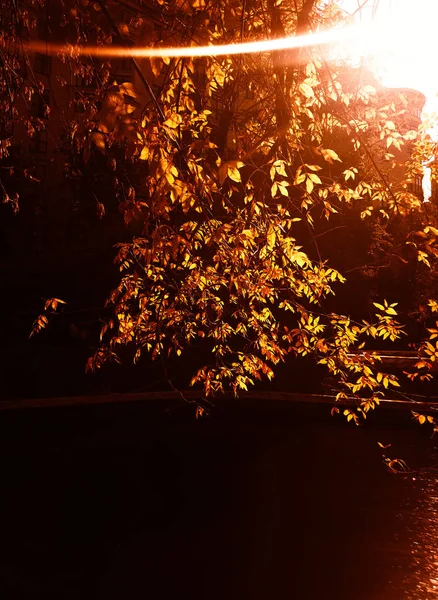 Dramatiska höstlöv med ljus läcka bakgrund — Stockfoto