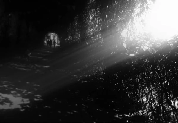Драматический световой луч через кусты парка фон — стоковое фото