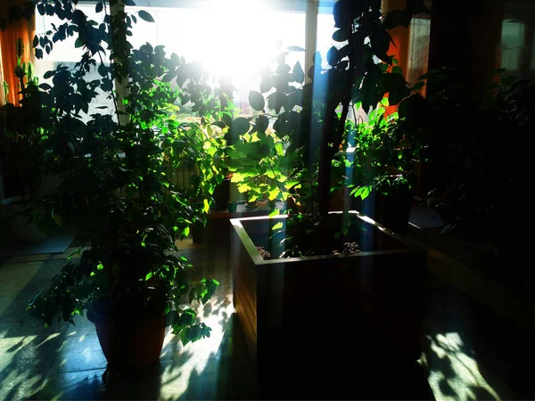 Plantas verdes interiores com fundo de fuga de luz dramática — Fotografia de Stock