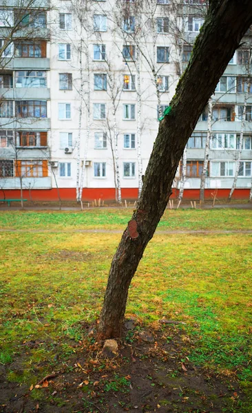 Böjd höst träd nära begagnad verklighet på Moskva bakgrund — Stockfoto