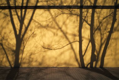 Sokak duvarında bahar ağaçlarının dramatik siluetleri