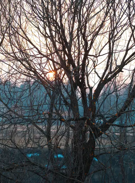 Günbatımı Bahar Ağacı Dalları Arkaplanı — Stok fotoğraf