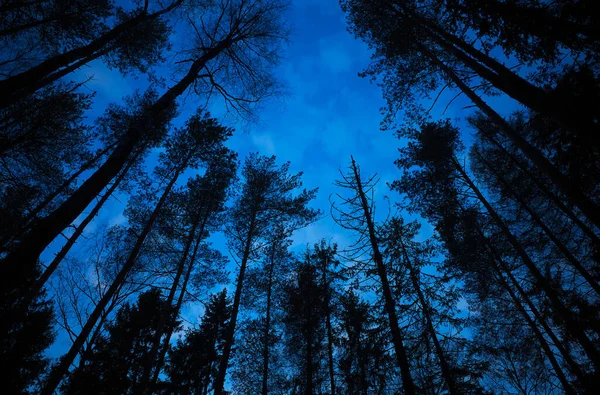 Arbres Diagonaux Silhouettes Paysage Fond — Photo