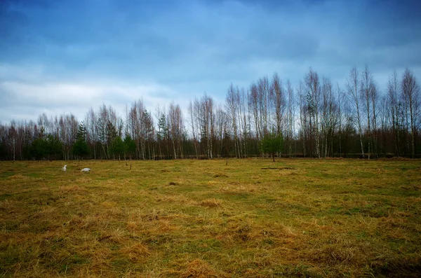 Lente Boerderij Veld Met Bomen Achtergrond — Stockfoto