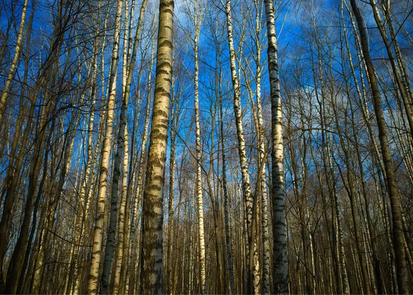 Primavera Betulla Boschetto Natura Sfondo — Foto Stock