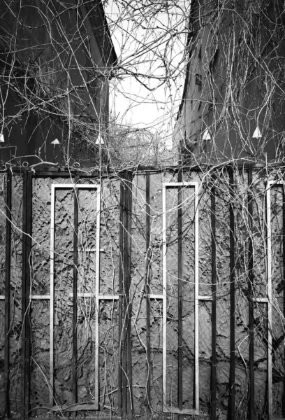 Verwachsener Vintage Park Zaun Hintergrund — Stockfoto