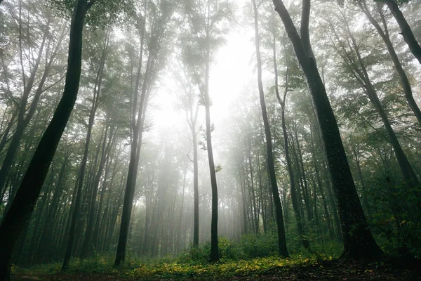 Bosque con niebla sobre las montañas —  Fotos de Stock