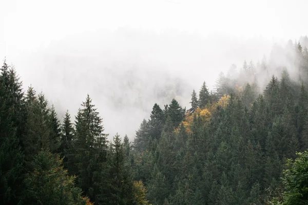 Montanhas com abetos cobertos de nevoeiro — Fotografia de Stock
