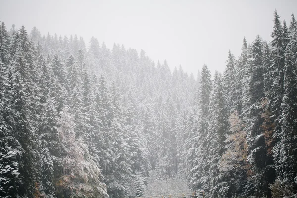 Neve che cade su abeti — Foto Stock