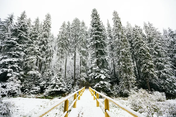 Foresta ricoperta di neve — Foto Stock