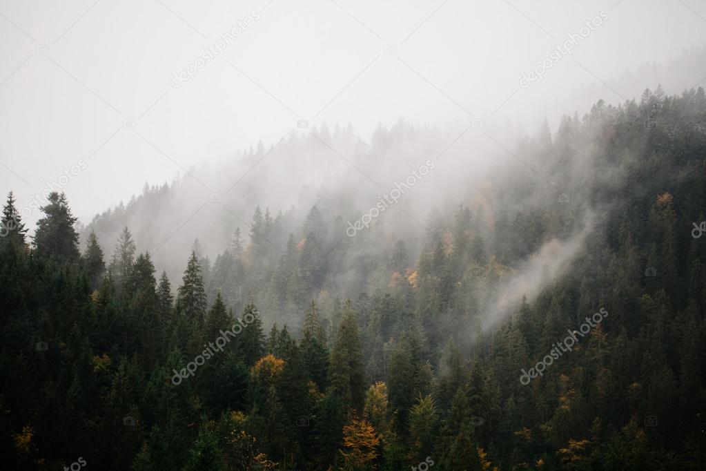 Forest with fog over the mountains