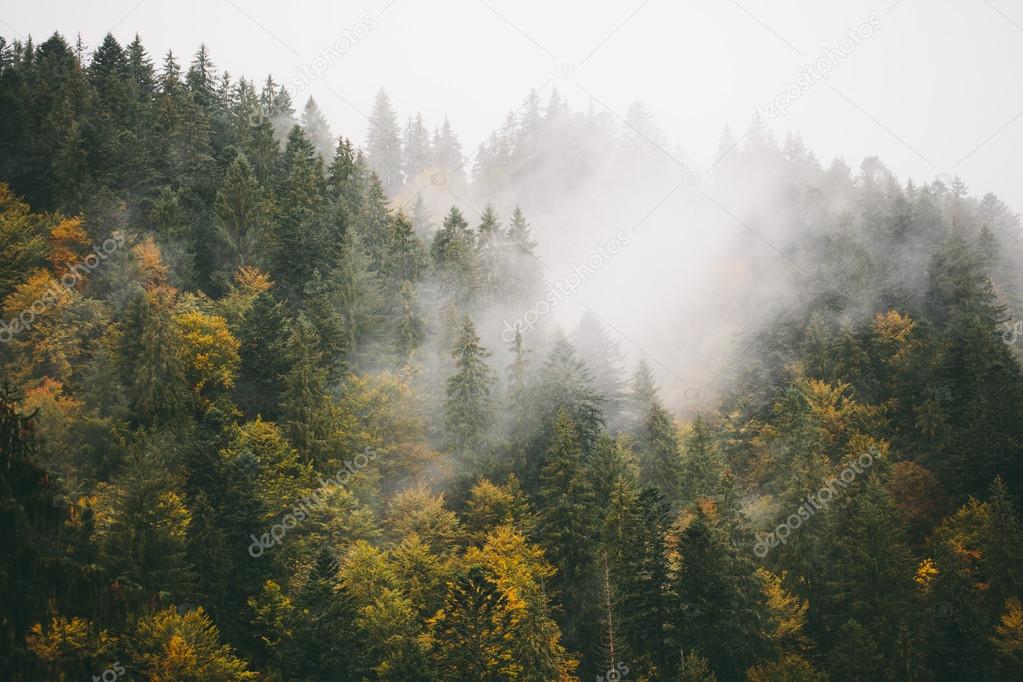 Fog over fir trees in mountains