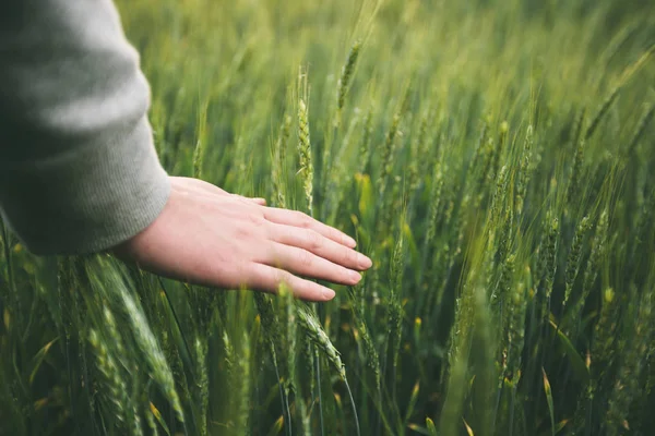 Campo de trigo y una mano de mujer —  Fotos de Stock