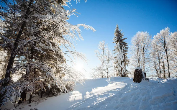 Nieve de invierno al atardecer en el bosque en la cima de la montaña — Foto de Stock