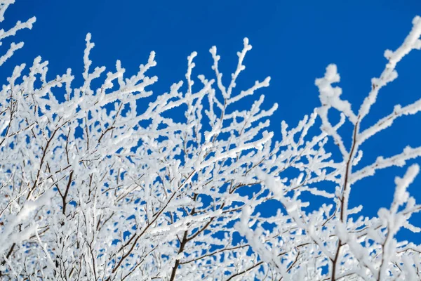 Arbres d'hiver branches avec neige — Photo