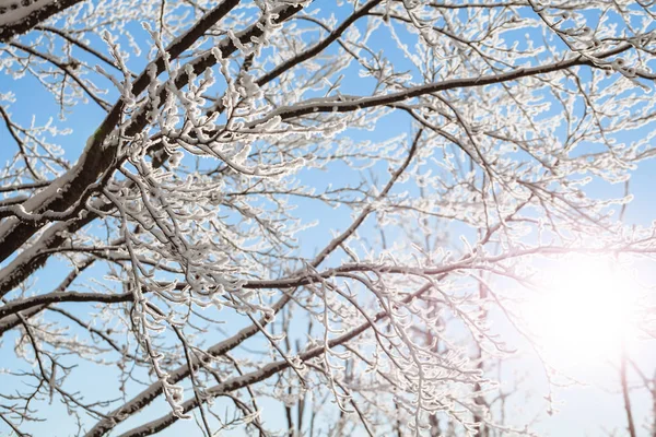 Arbres d'hiver branches avec neige — Photo