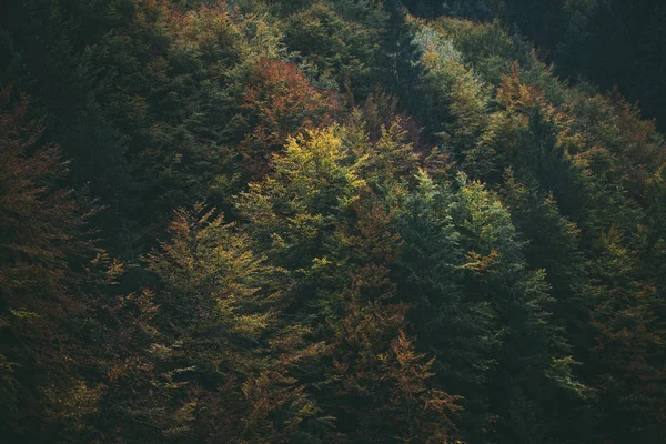 Feuillage forestier en automne — Photo