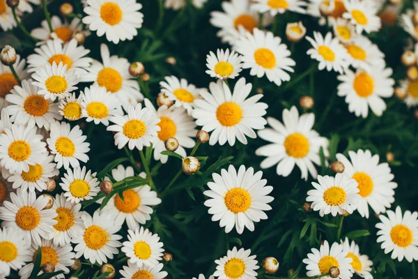 Kamille bloemen bloeien op het veld — Stockfoto