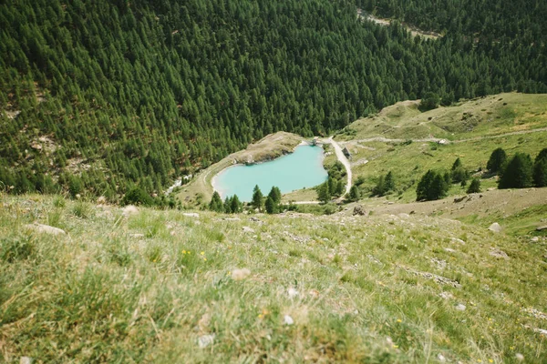 Bergmeer in Zwitserland, omgeven door pijnbomen — Stockfoto