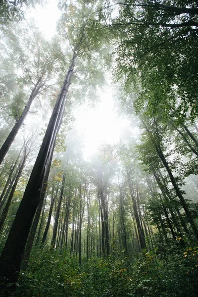 Nevoeiro na floresta com árvore alta — Fotografia de Stock
