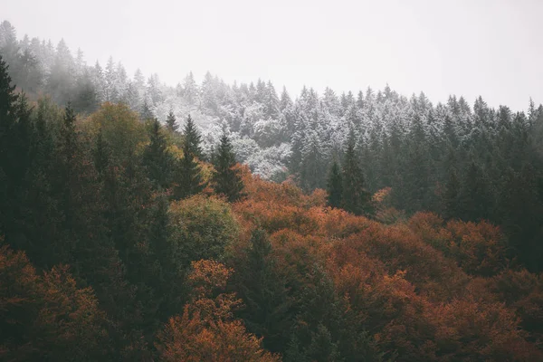 Floresta com nevoeiro e neve no alto das montanhas — Fotografia de Stock