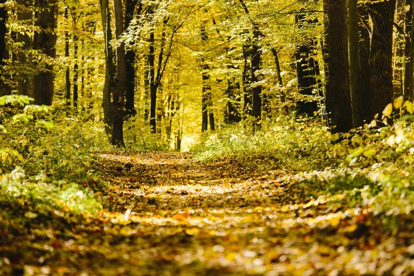 Árvores de outono na floresta com folhagem dourada e uma pista de pedestres — Fotografia de Stock