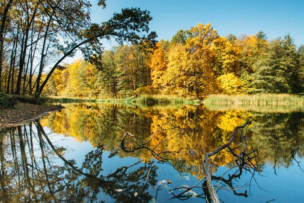 Herbstwald im Sonnenlicht mit Spiegelungen und goldenen Blättern — Stockfoto
