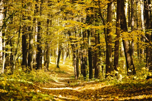 Árvores de outono na floresta com folhagem dourada e uma pista de pedestres — Fotografia de Stock