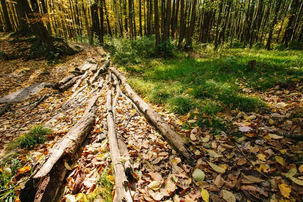 Paisagem de floresta de outono com um caminho — Fotografia de Stock